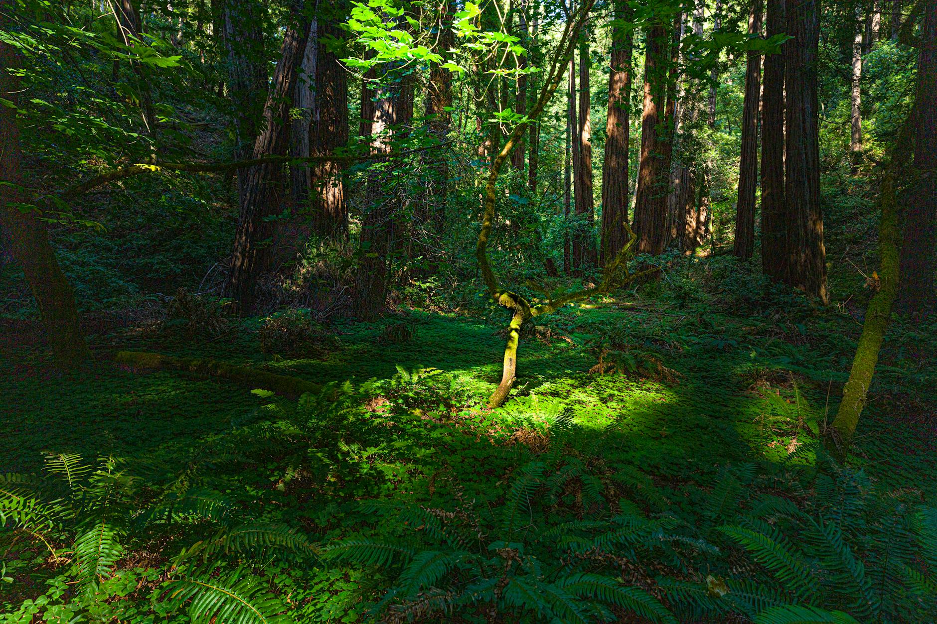 Sunlit forest with towering trees representing natural wellness