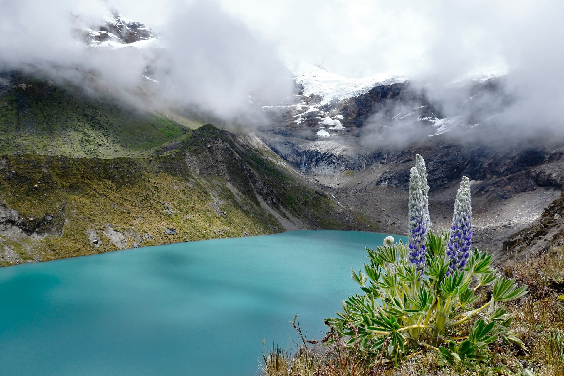 Tarwi lupini beans, an ancient Andean superfood high in complete protein and essential nutrients