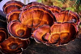 Turkey tail mushroom fungi growing naturally
